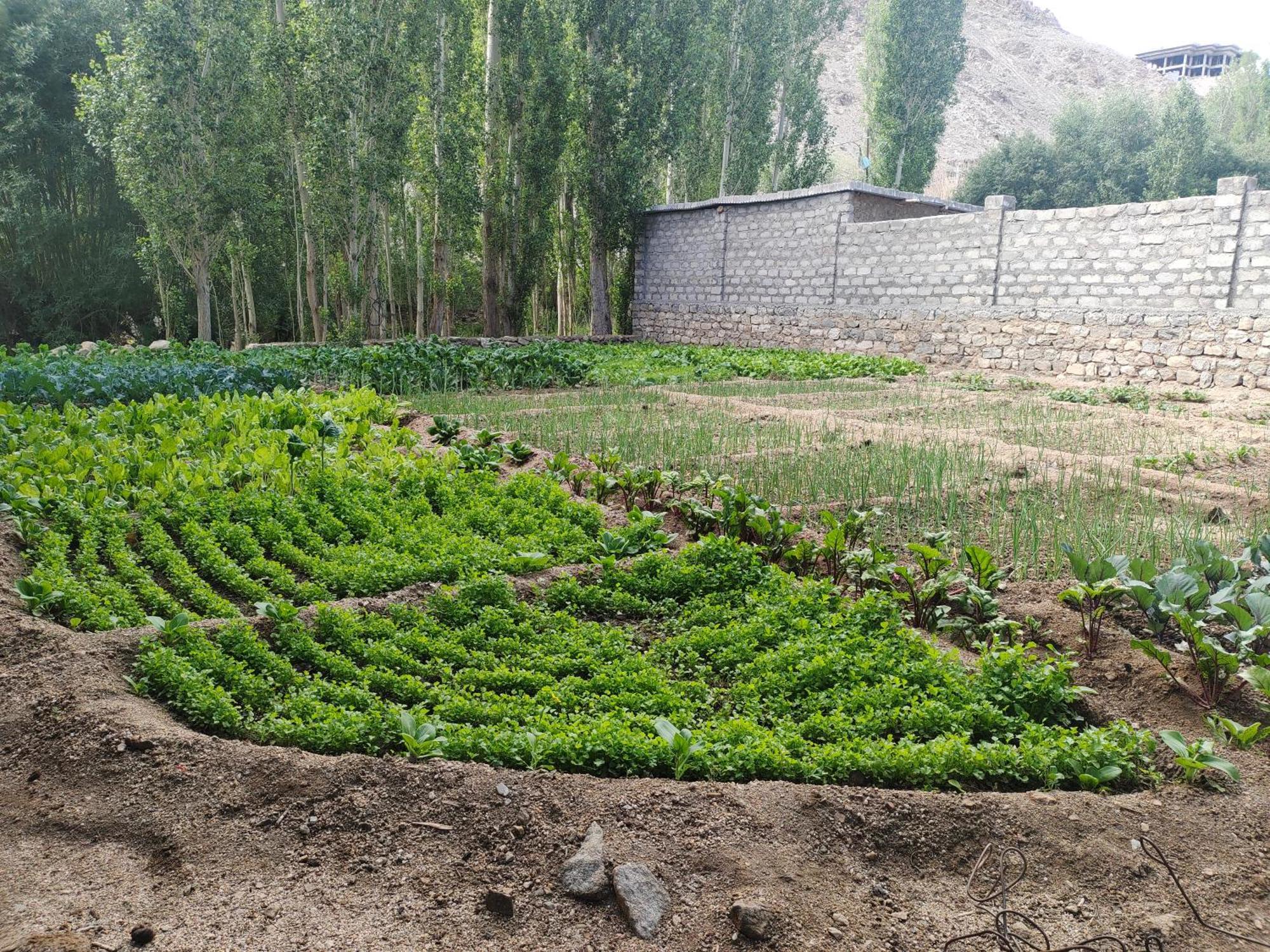 Norbooling Homestay, Leh Ladakh Екстериор снимка